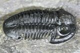 Detailed Gerastos Trilobite Fossil - Morocco #134089-3